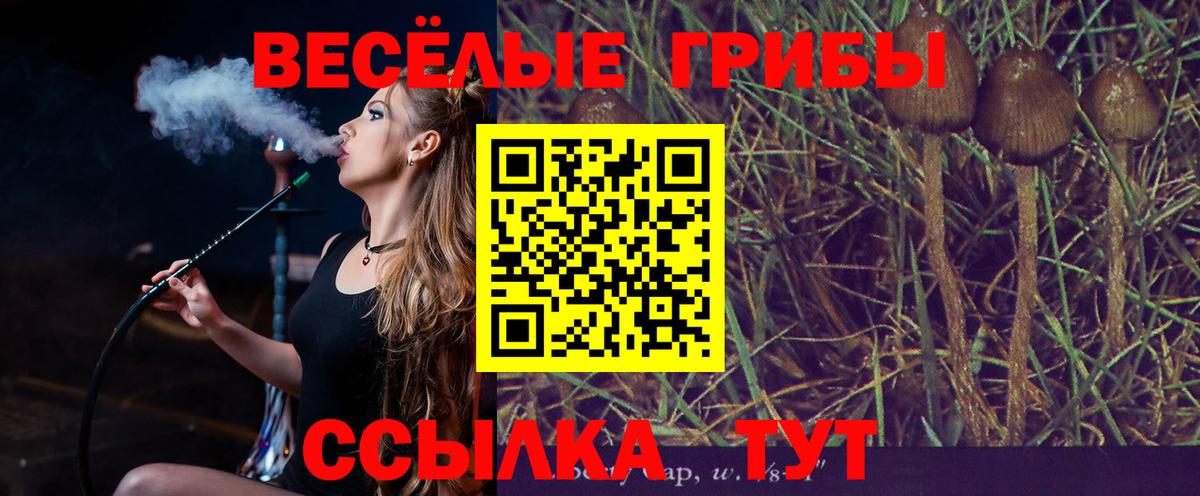 Галлюциногенные грибы Psilocybe Камень-на-Оби